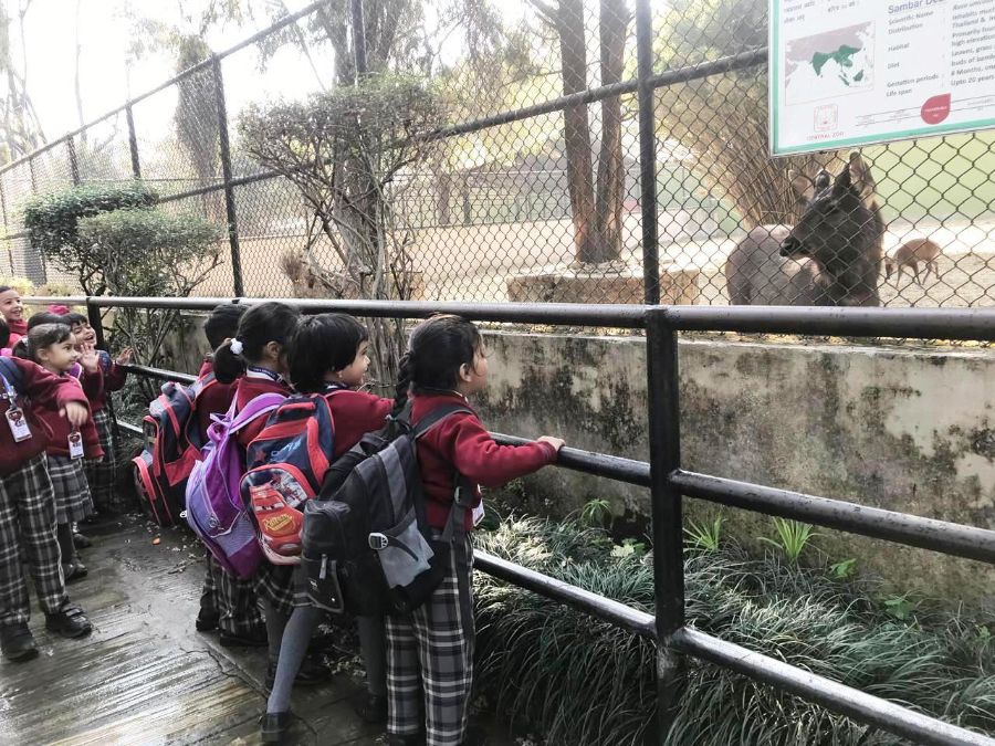Kindergarten Field Trip to Central Zoo, Jawalakhel